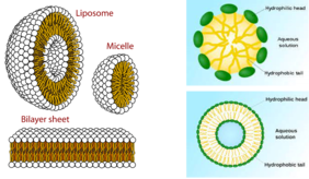 Structure of micelles and liposomes Structure of micelles and liposomes