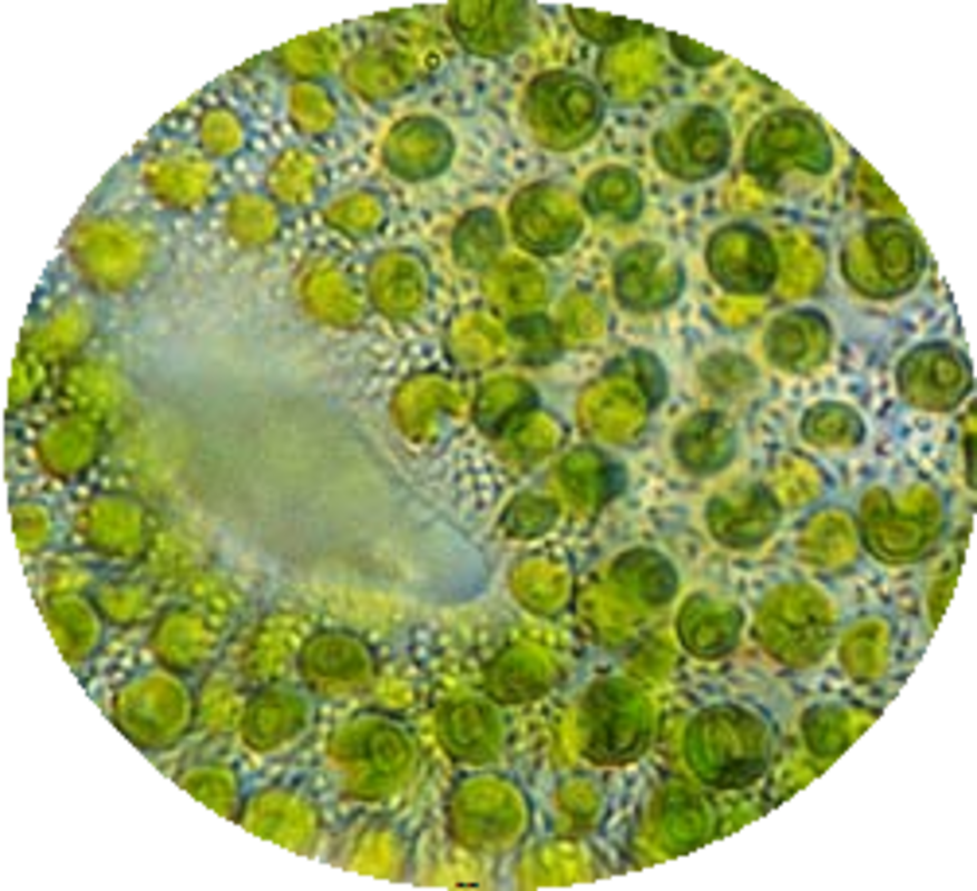 Influencing algae reproduction conditions by ionic additives